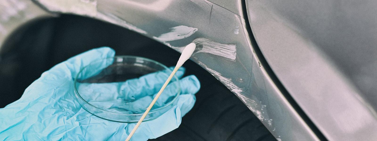 Close-up photo of a hand wearing a blue glove swabbing a scratch on a car into a petri dish for a criminal investigation. 